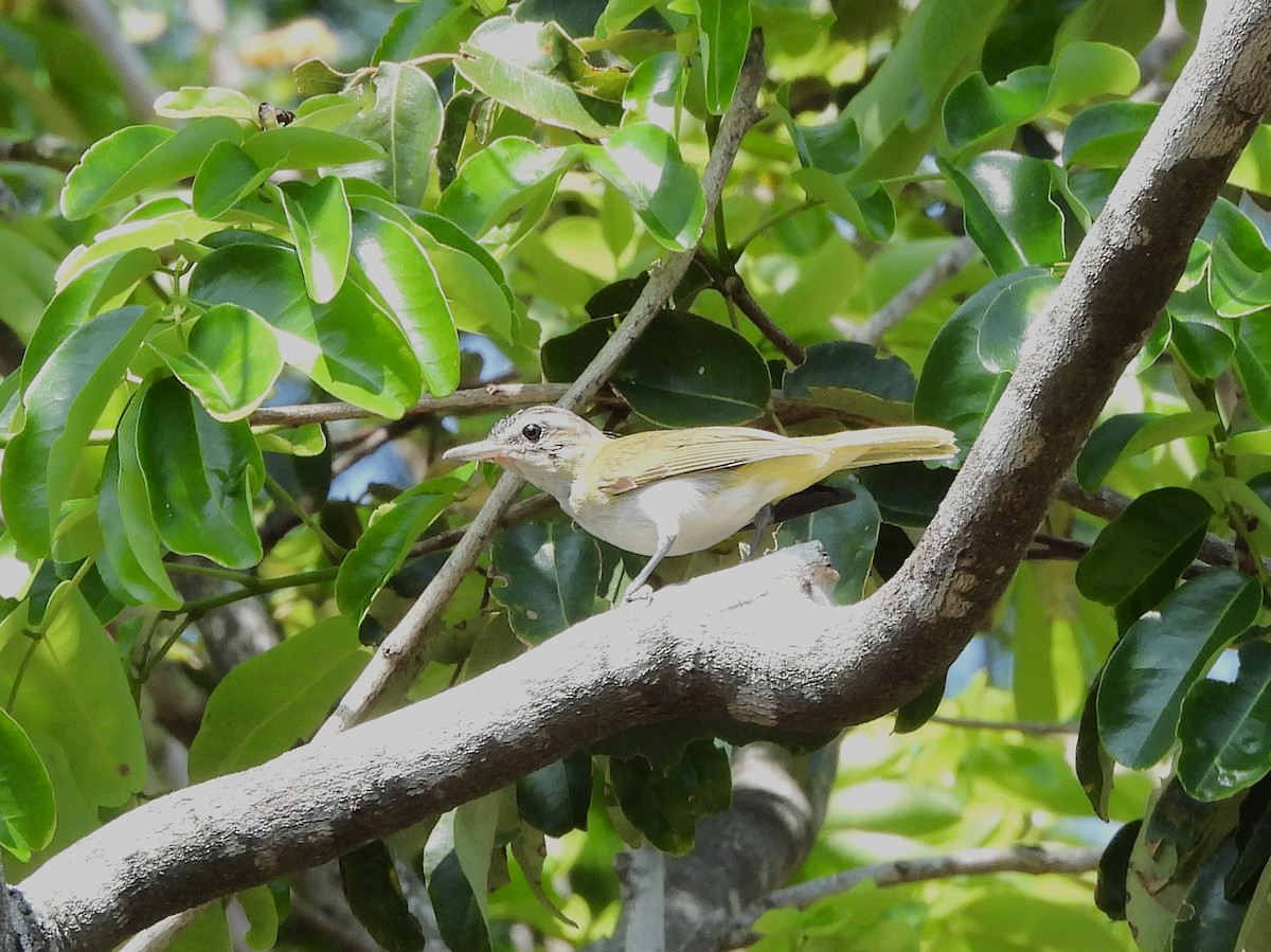 Chivi Vireo - ML642531501