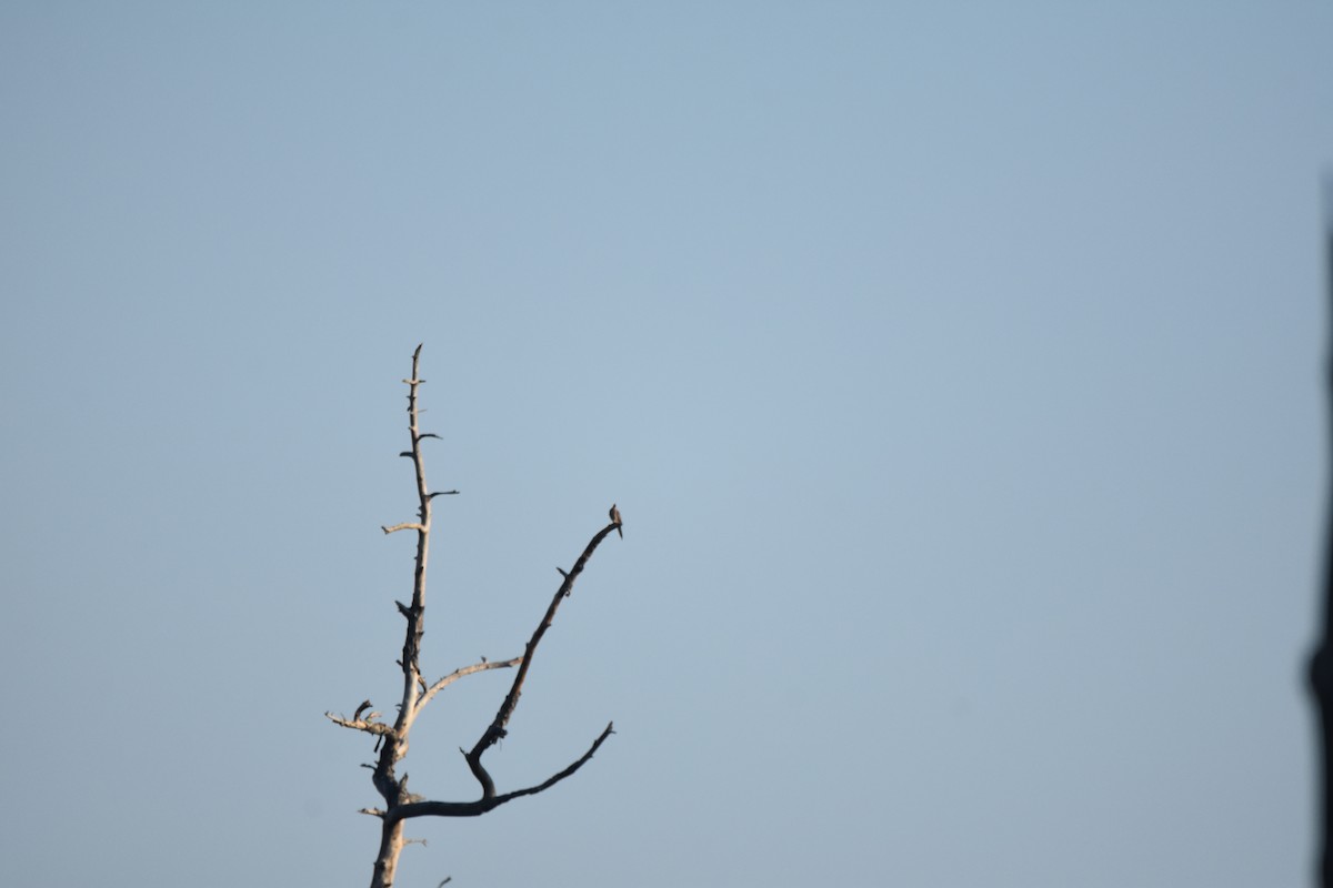 Mourning Dove - ML642531531