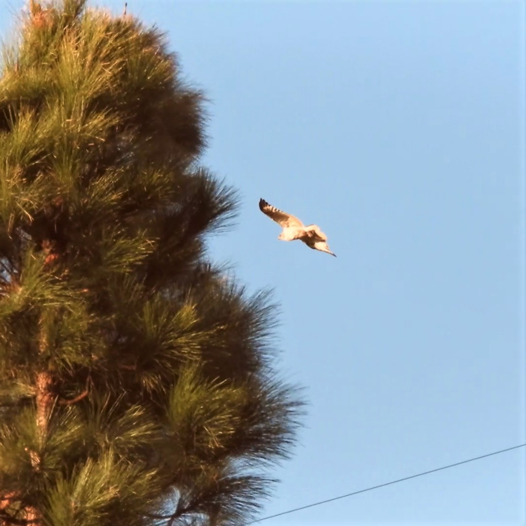 Common Buzzard (Canary Is.) - ML642531538