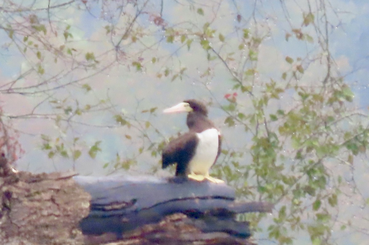 terej žlutonohý - ML642531542