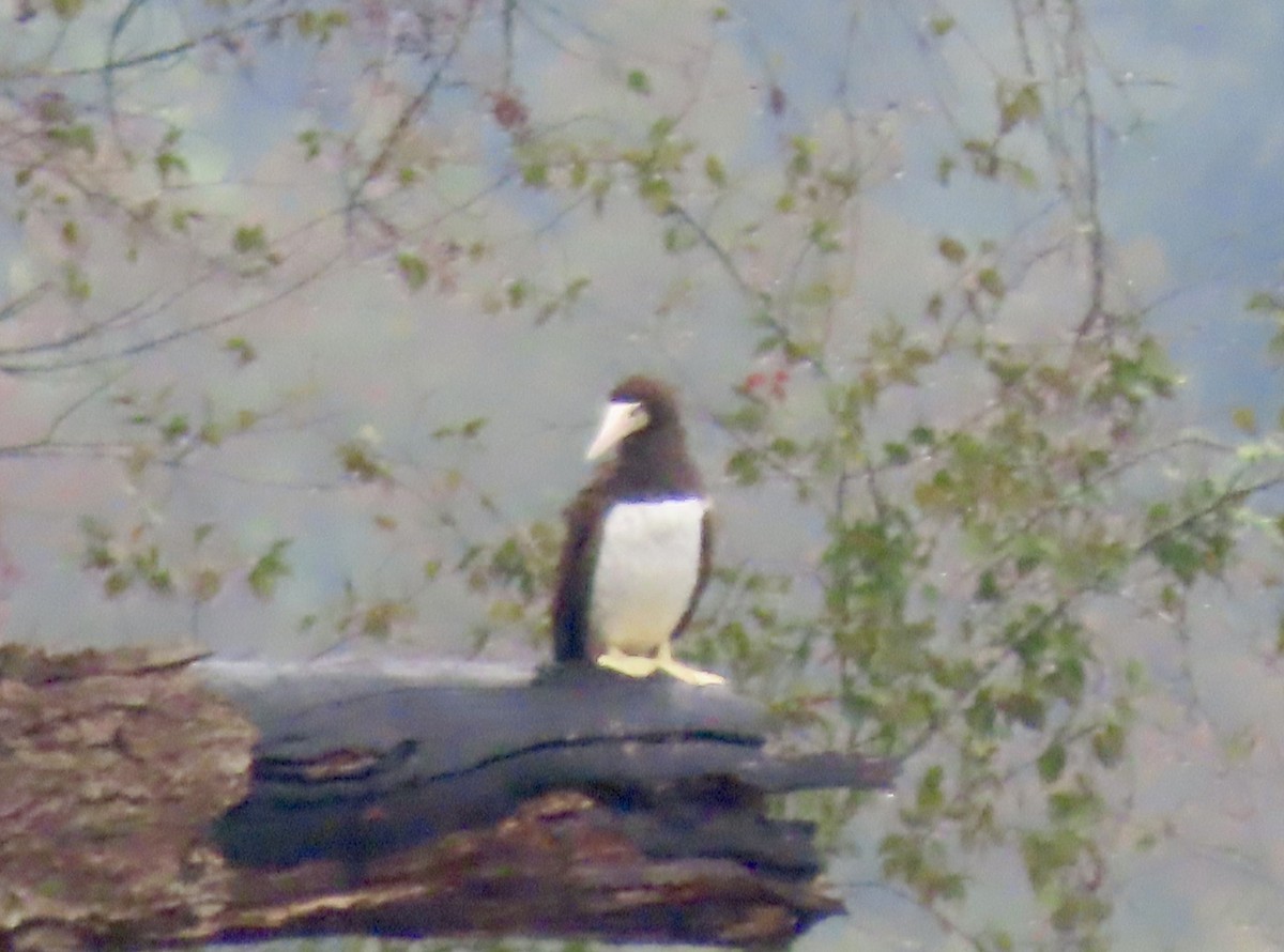 terej žlutonohý - ML642531543