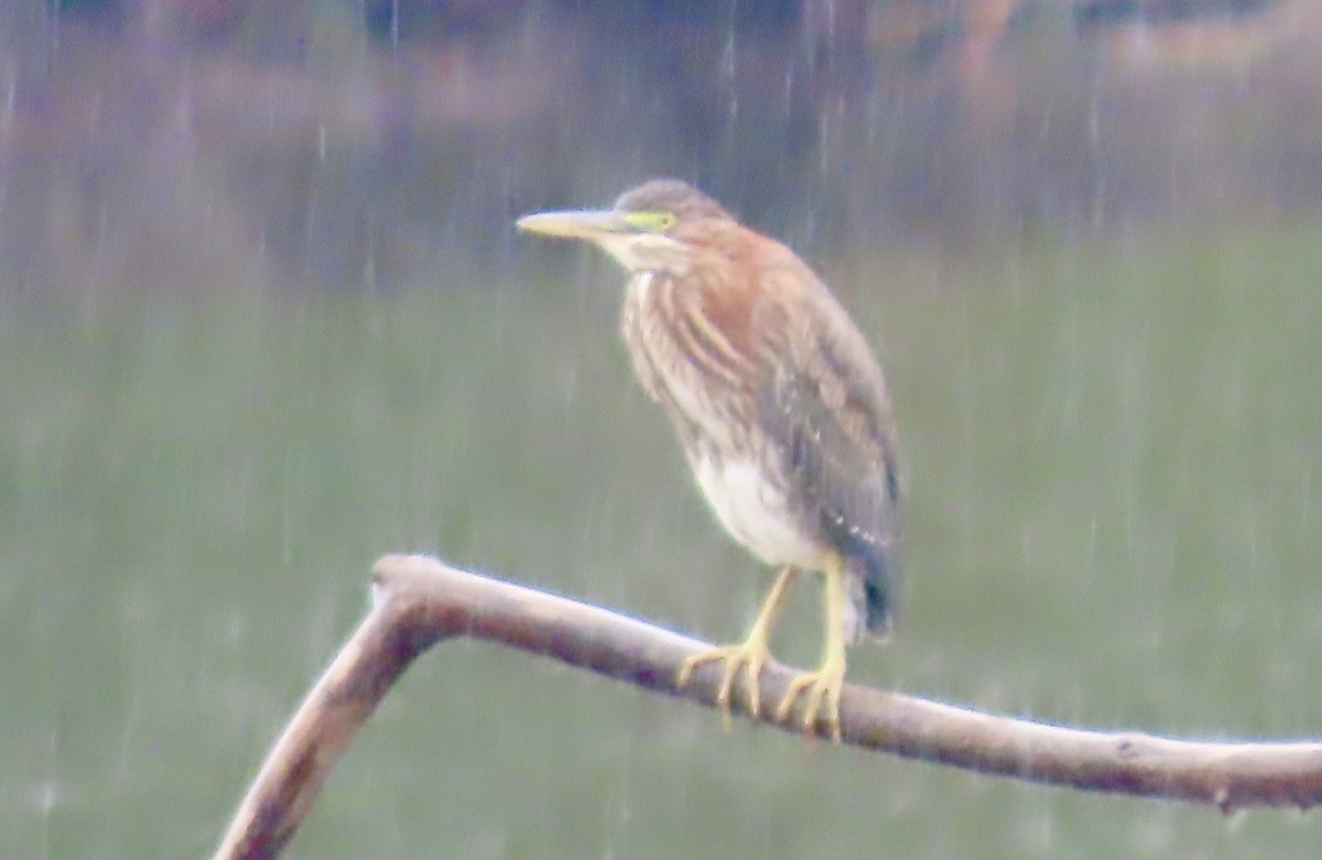 volavka zelenavá - ML642531554