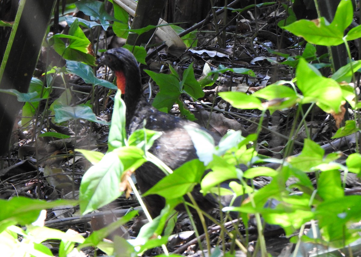 Dusky-legged Guan - ML642531579