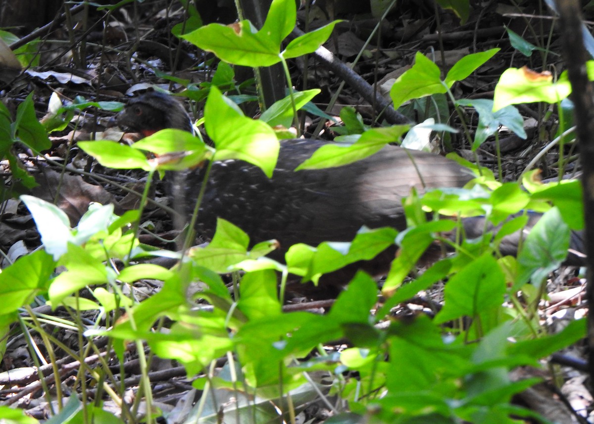Dusky-legged Guan - ML642531580