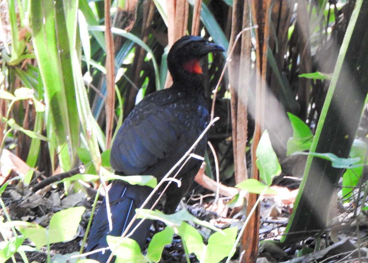 Dusky-legged Guan - ML642531581