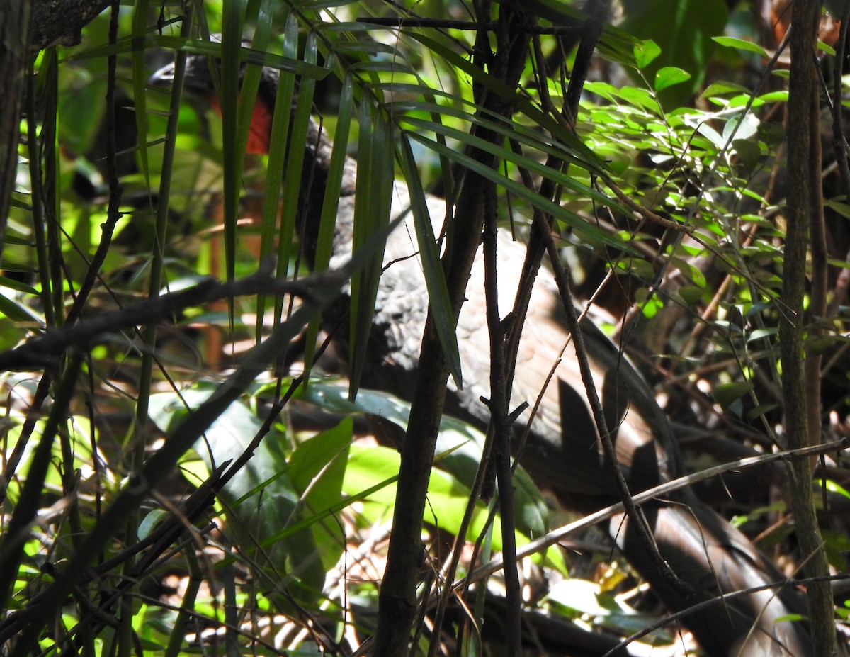 Dusky-legged Guan - ML642531582
