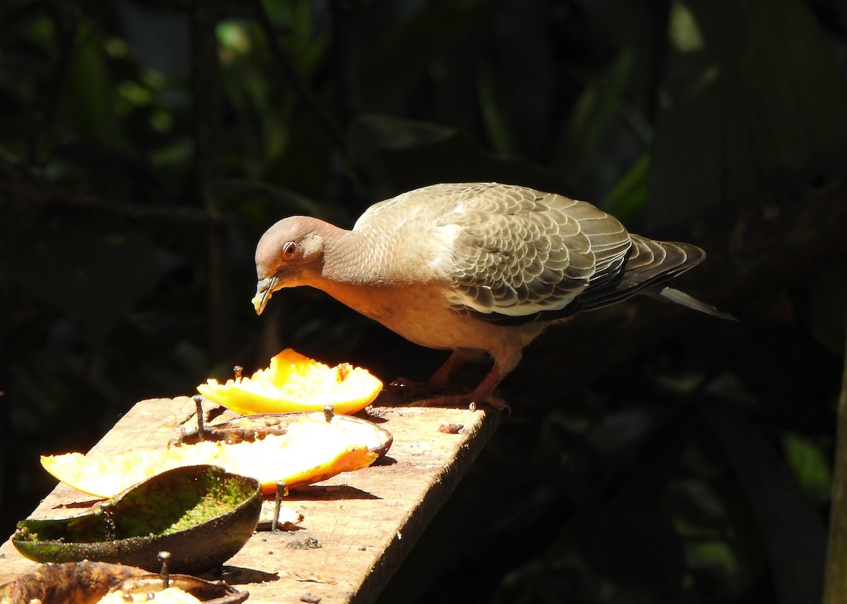Picazuro Pigeon - ML642531588