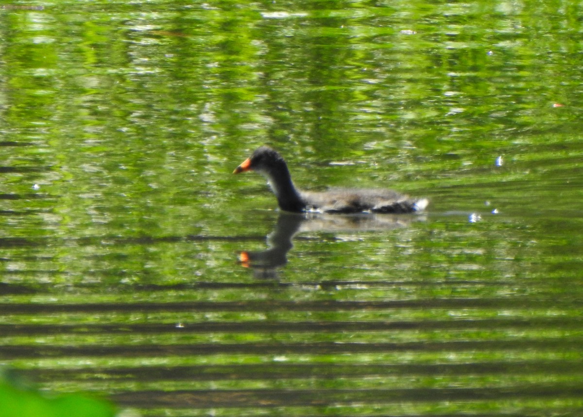 Common Gallinule - ML642531634