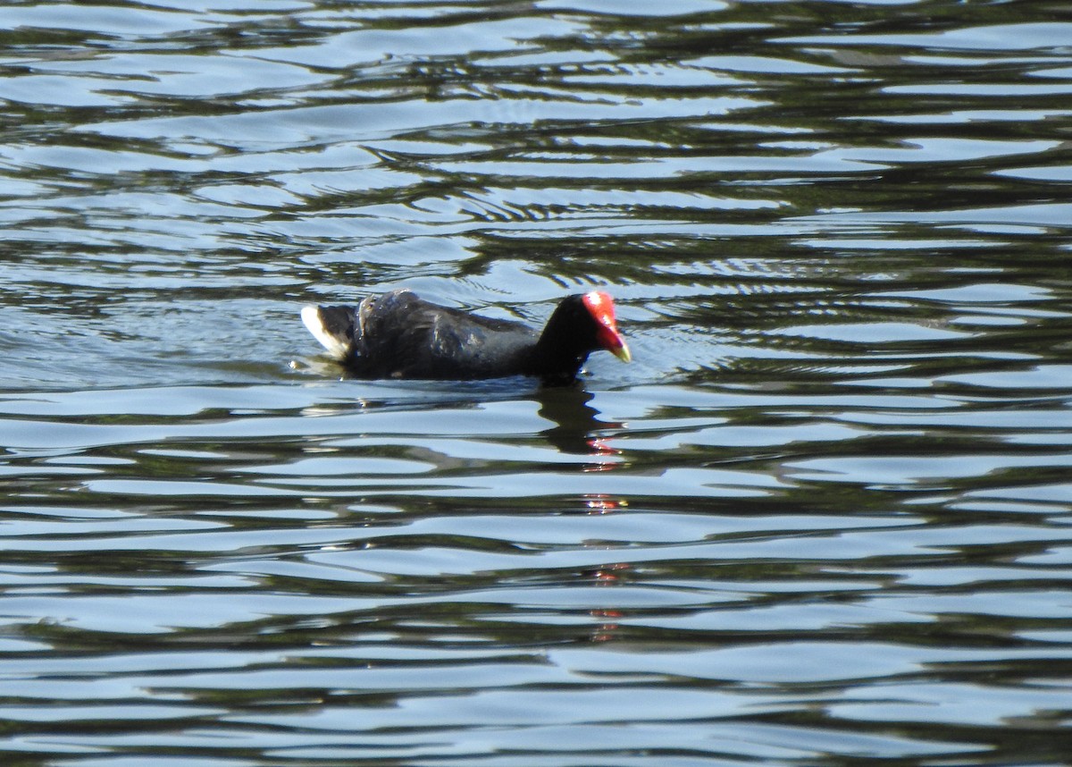 Common Gallinule - ML642531635