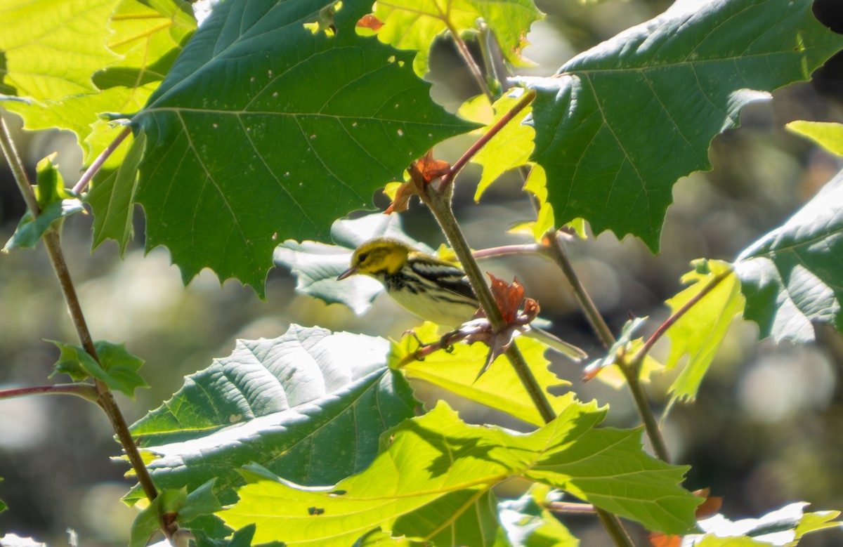 Black-throated Green Warbler - ML642531639