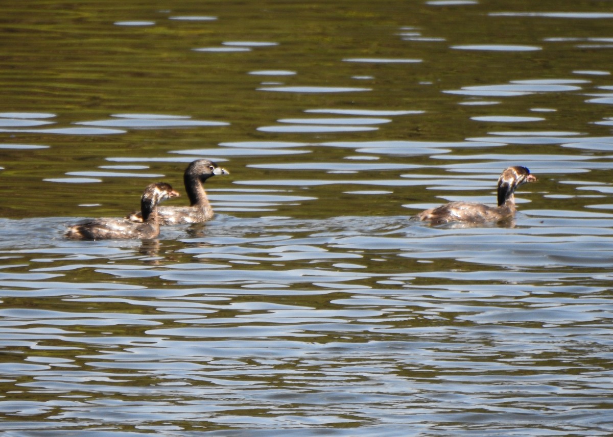 Pied-billed Grebe - ML642531640