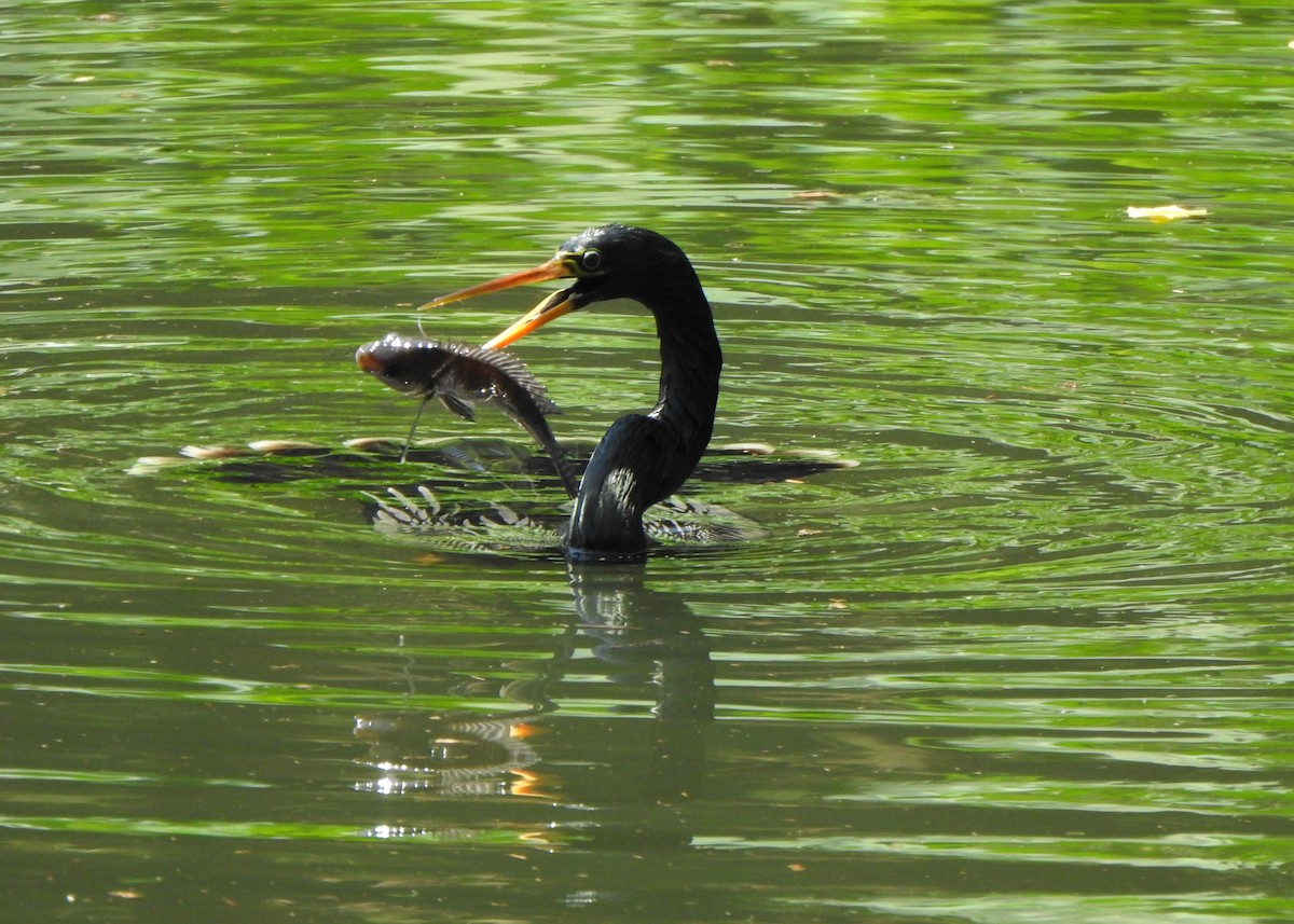 Anhinga - ML642531641