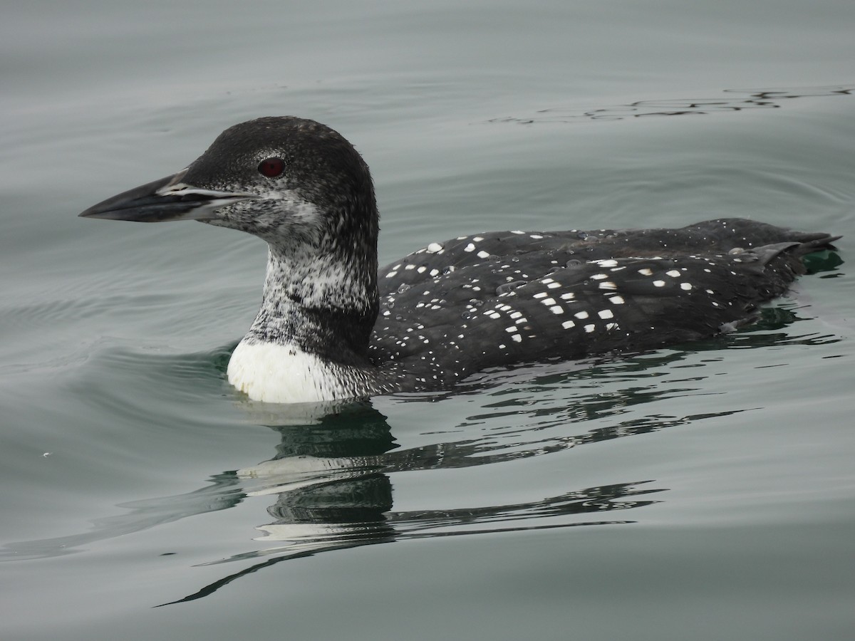 Common Loon - ML642531648