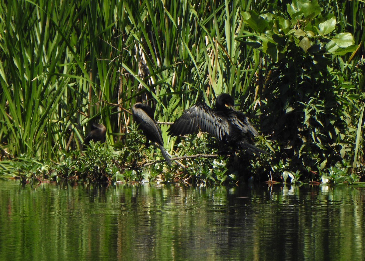 Neotropic Cormorant - ML642531650