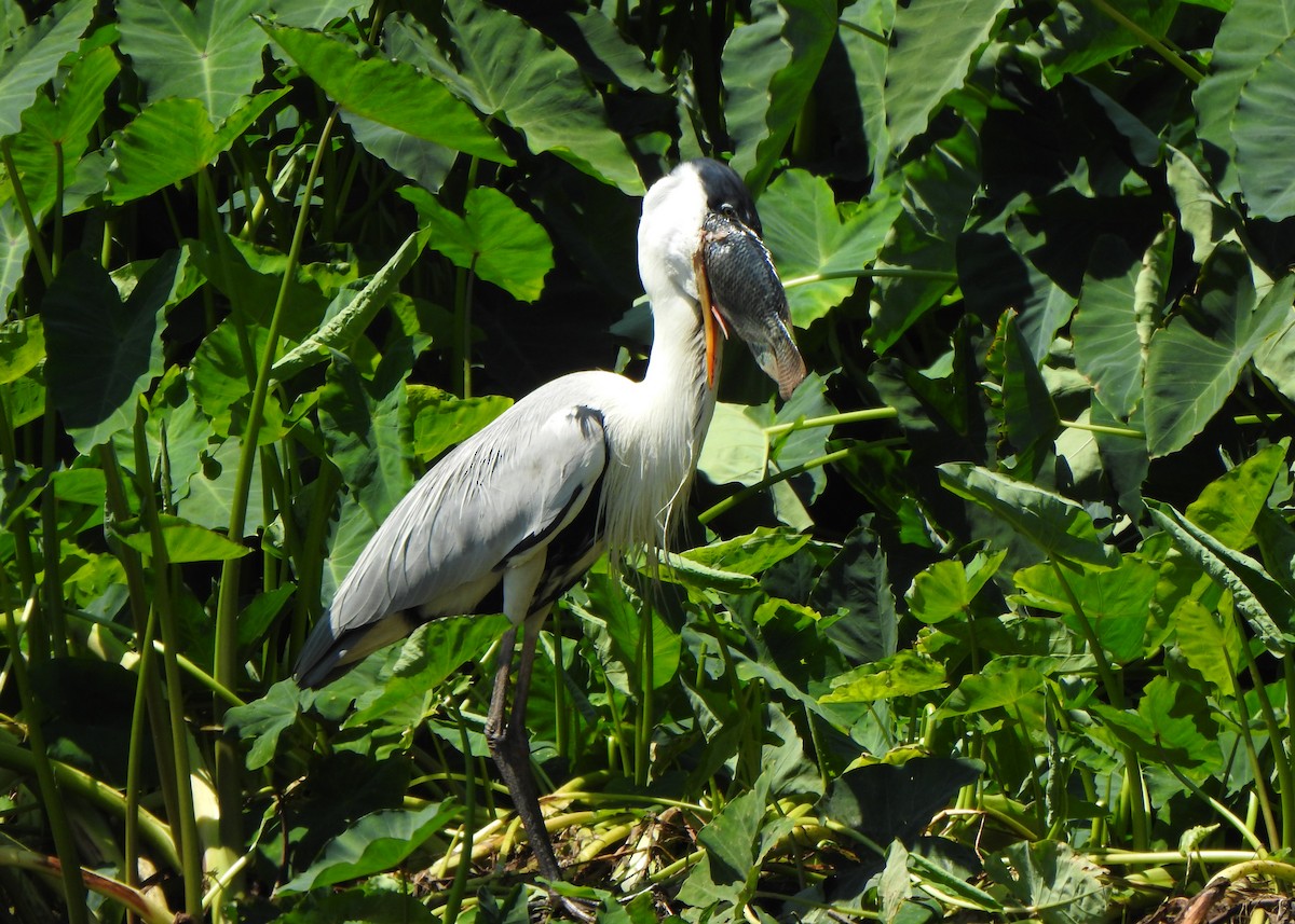Cocoi Heron - ML642531659