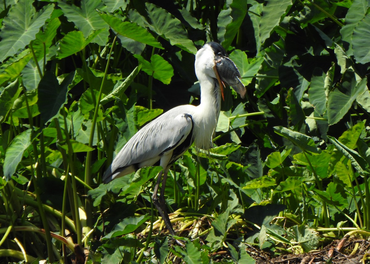 Cocoi Heron - ML642531661