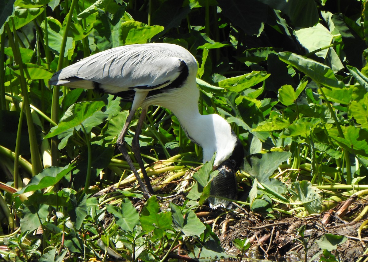 Cocoi Heron - ML642531662