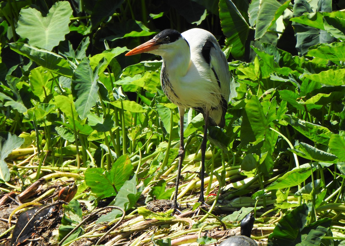 Cocoi Heron - ML642531663