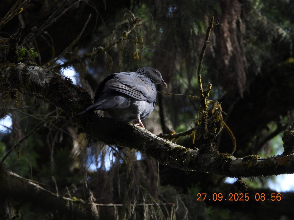 Nilgiri Wood-Pigeon - ML642531665