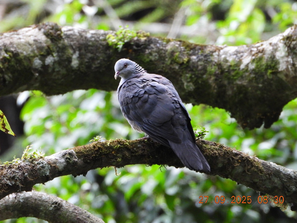 Nilgiri Wood-Pigeon - ML642531666
