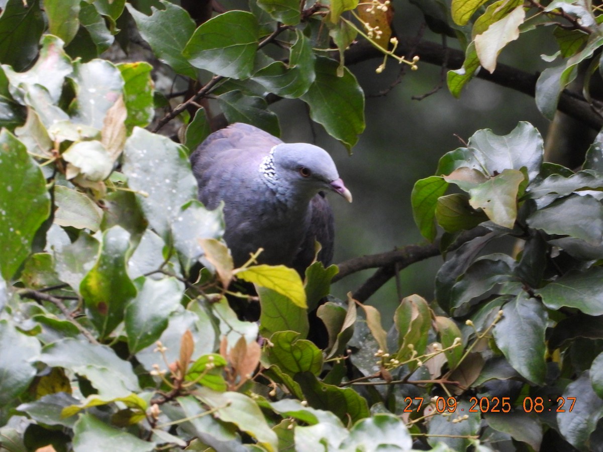 Nilgiri Wood-Pigeon - ML642531667