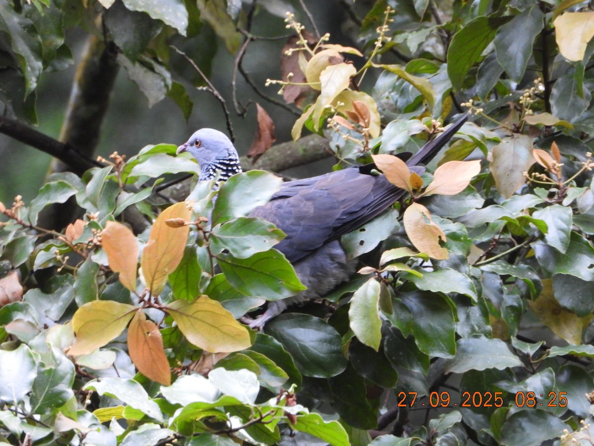 Nilgiri Wood-Pigeon - ML642531668