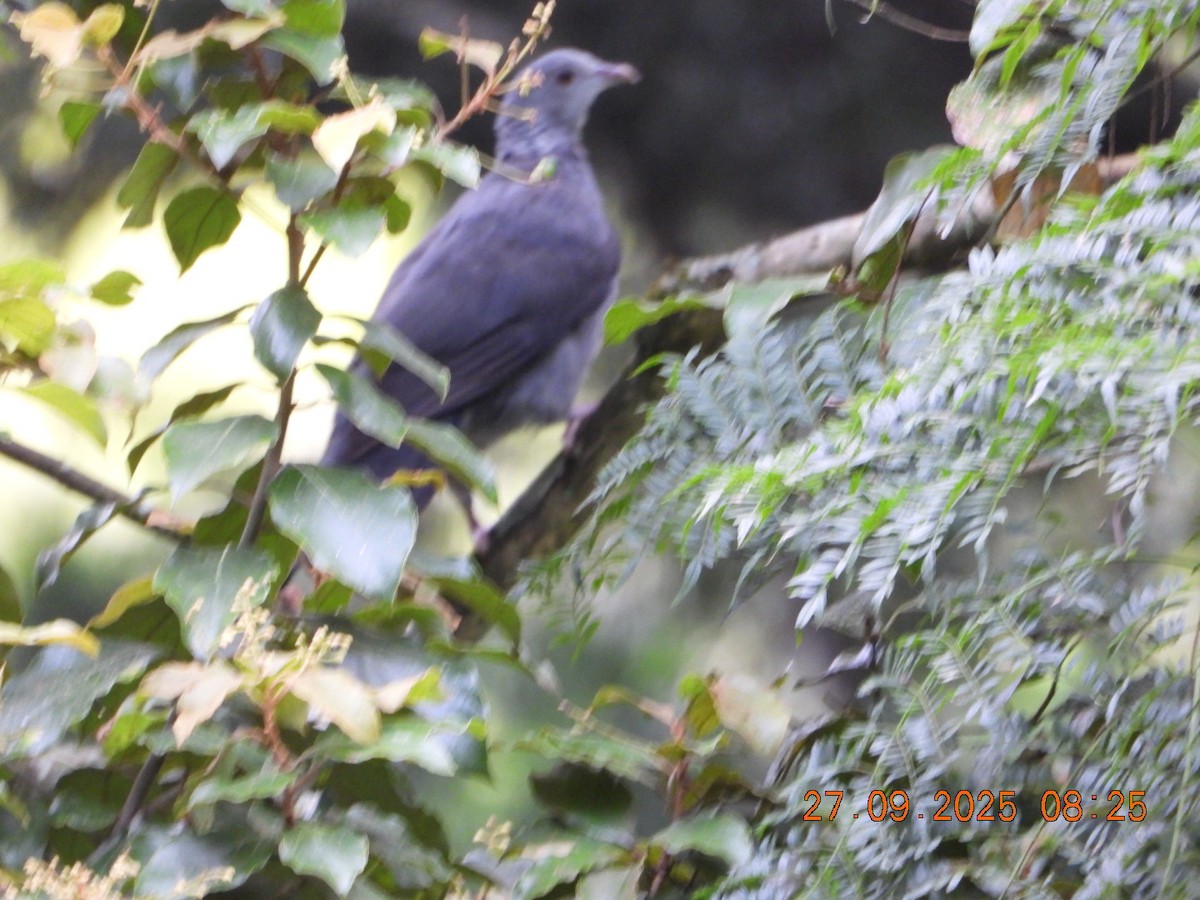 Nilgiri Wood-Pigeon - ML642531669