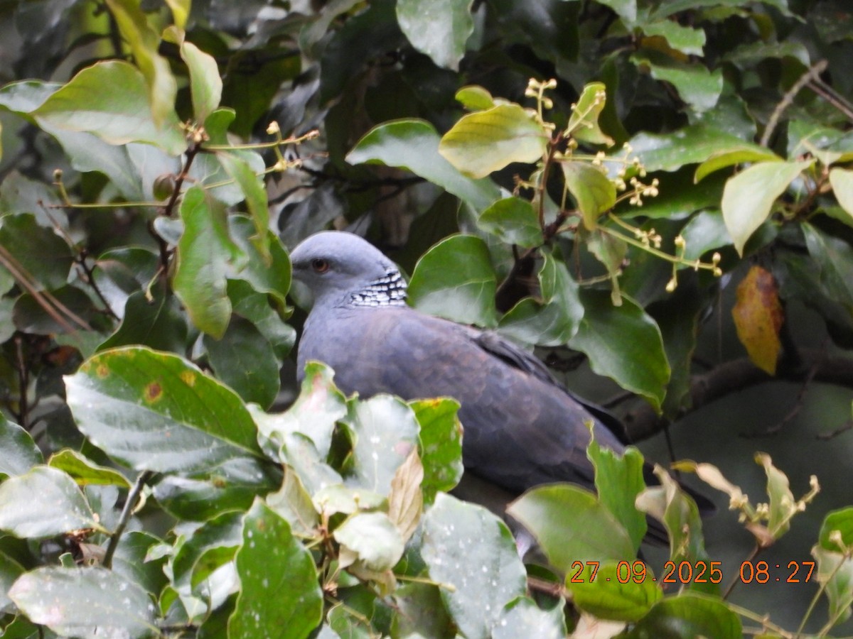 Nilgiri Wood-Pigeon - ML642531670