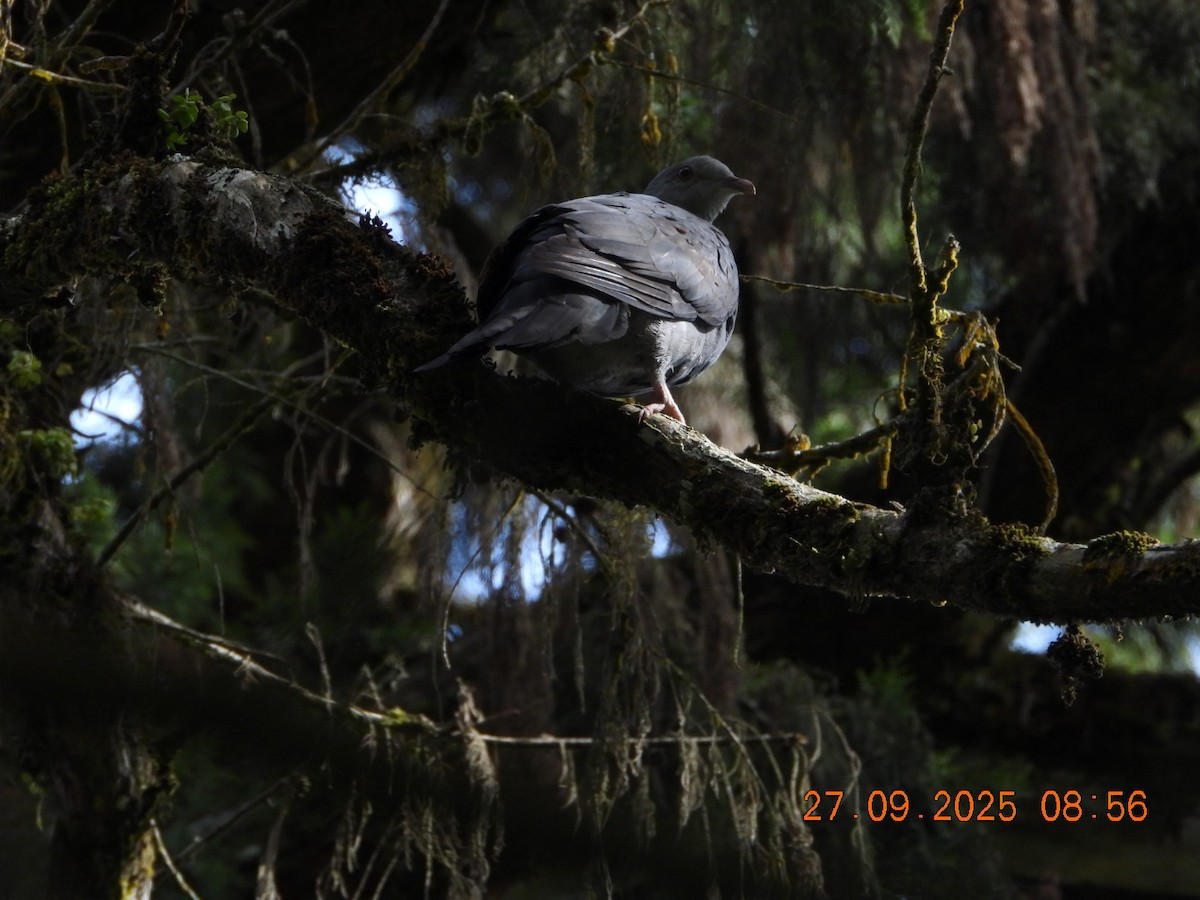 Nilgiri Wood-Pigeon - ML642531671