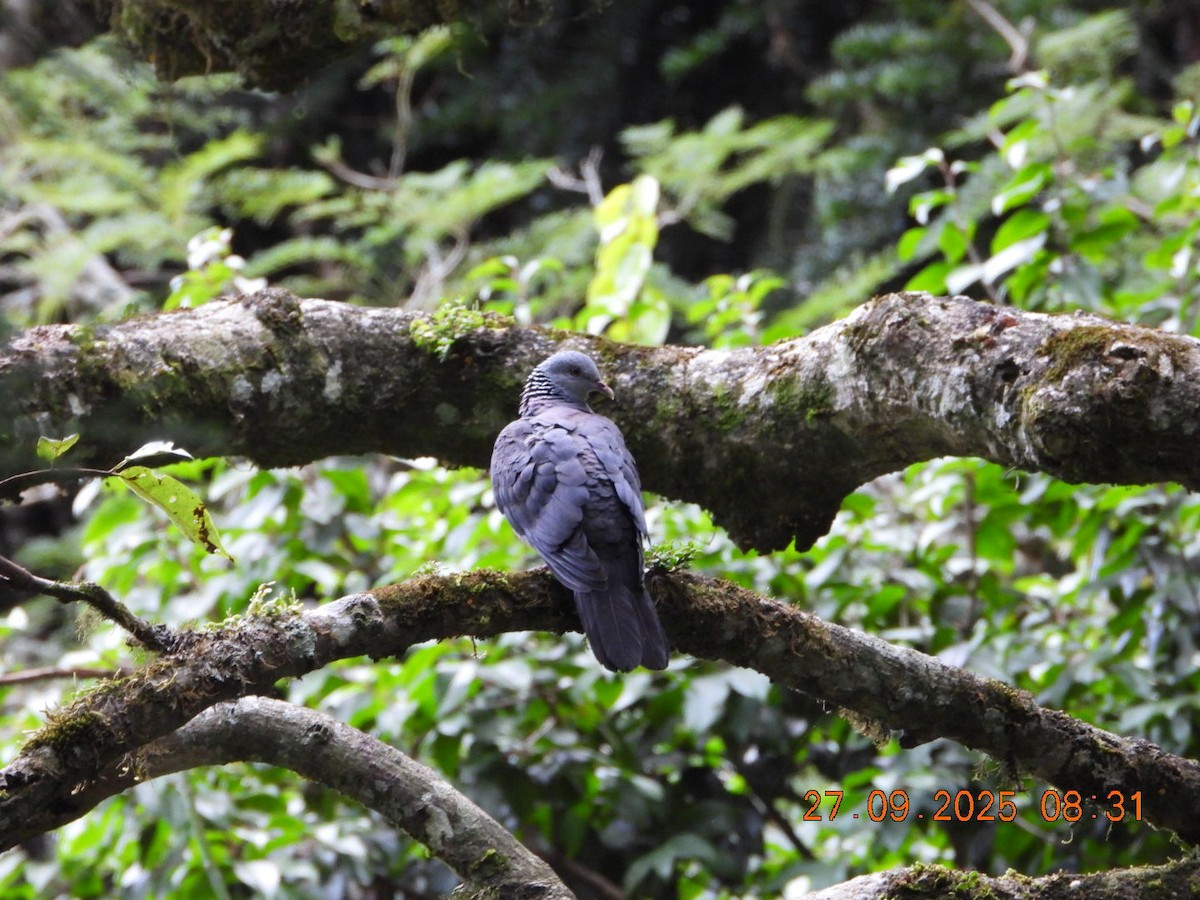 Nilgiri Wood-Pigeon - ML642531672