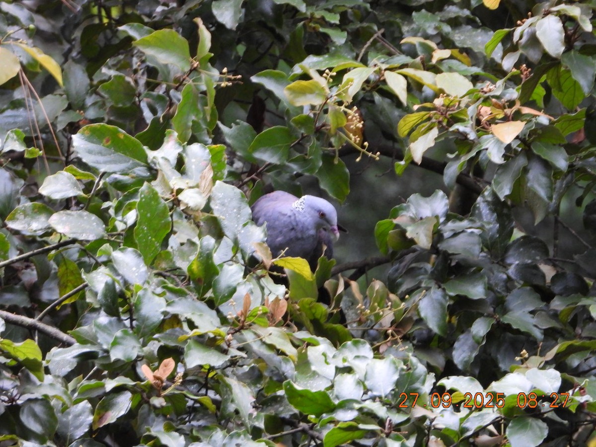 Nilgiri Wood-Pigeon - ML642531673