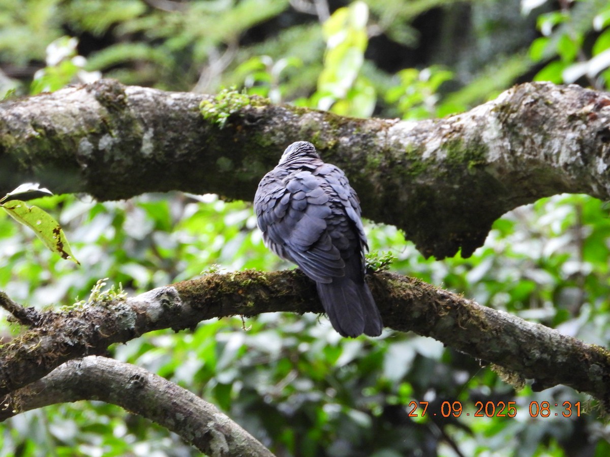 Nilgiri Wood-Pigeon - ML642531674