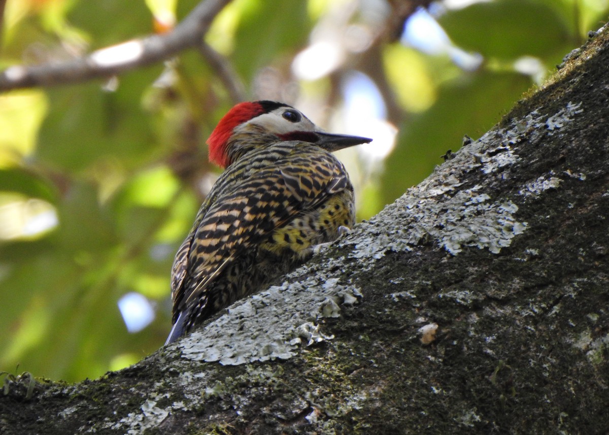 Green-barred Woodpecker - ML642531695