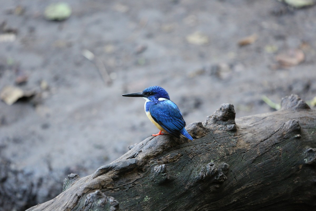Half-collared Kingfisher - ML642531698