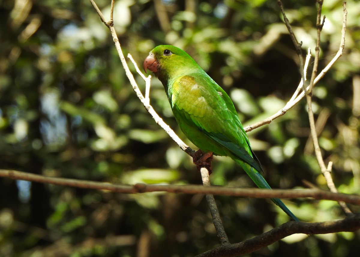Plain Parakeet - ML642531699