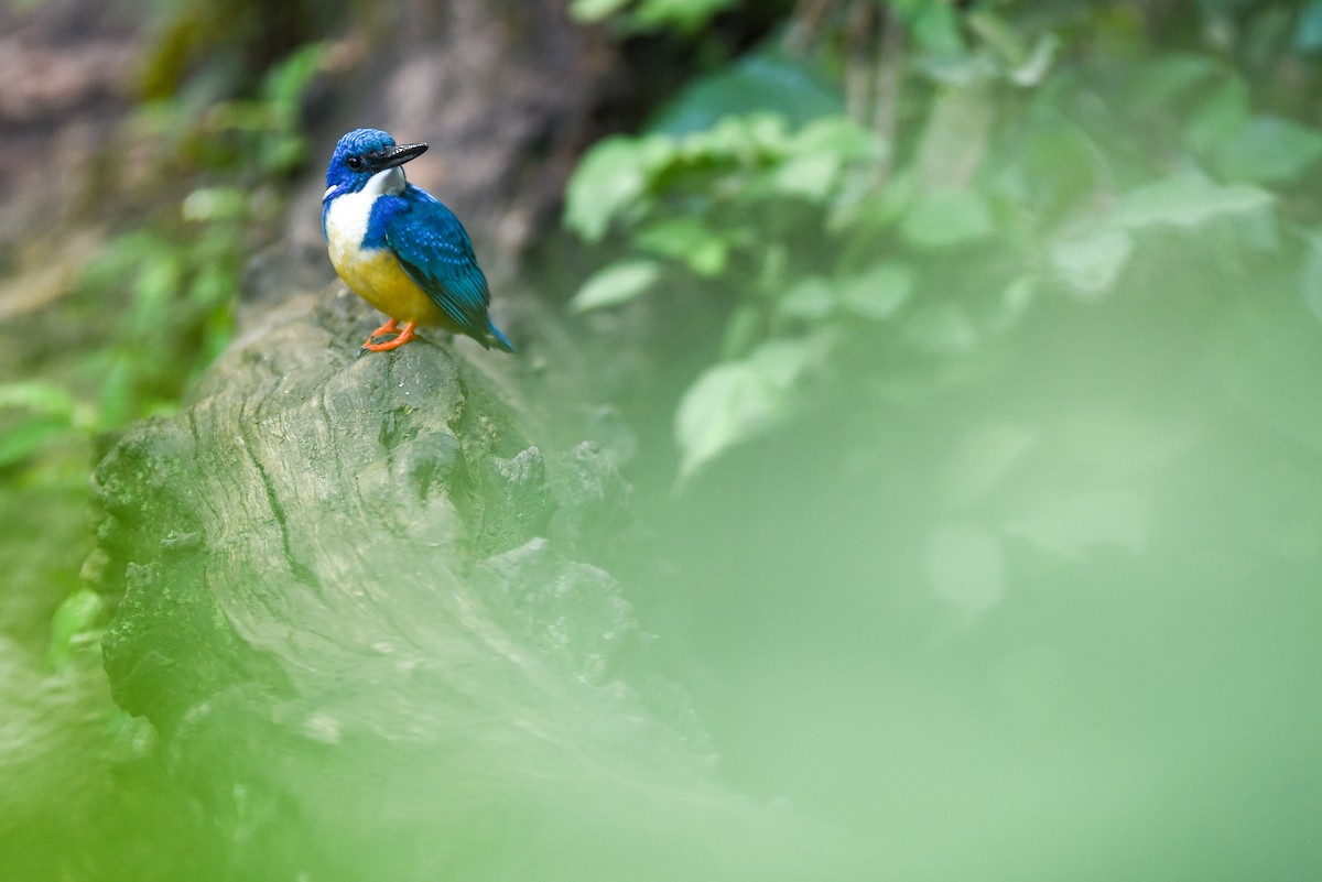 Half-collared Kingfisher - ML642531700