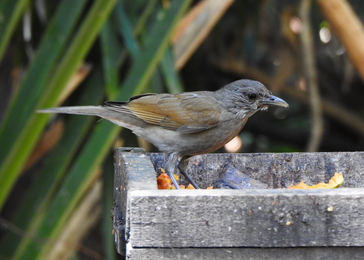Pale-breasted Thrush - ML642531711