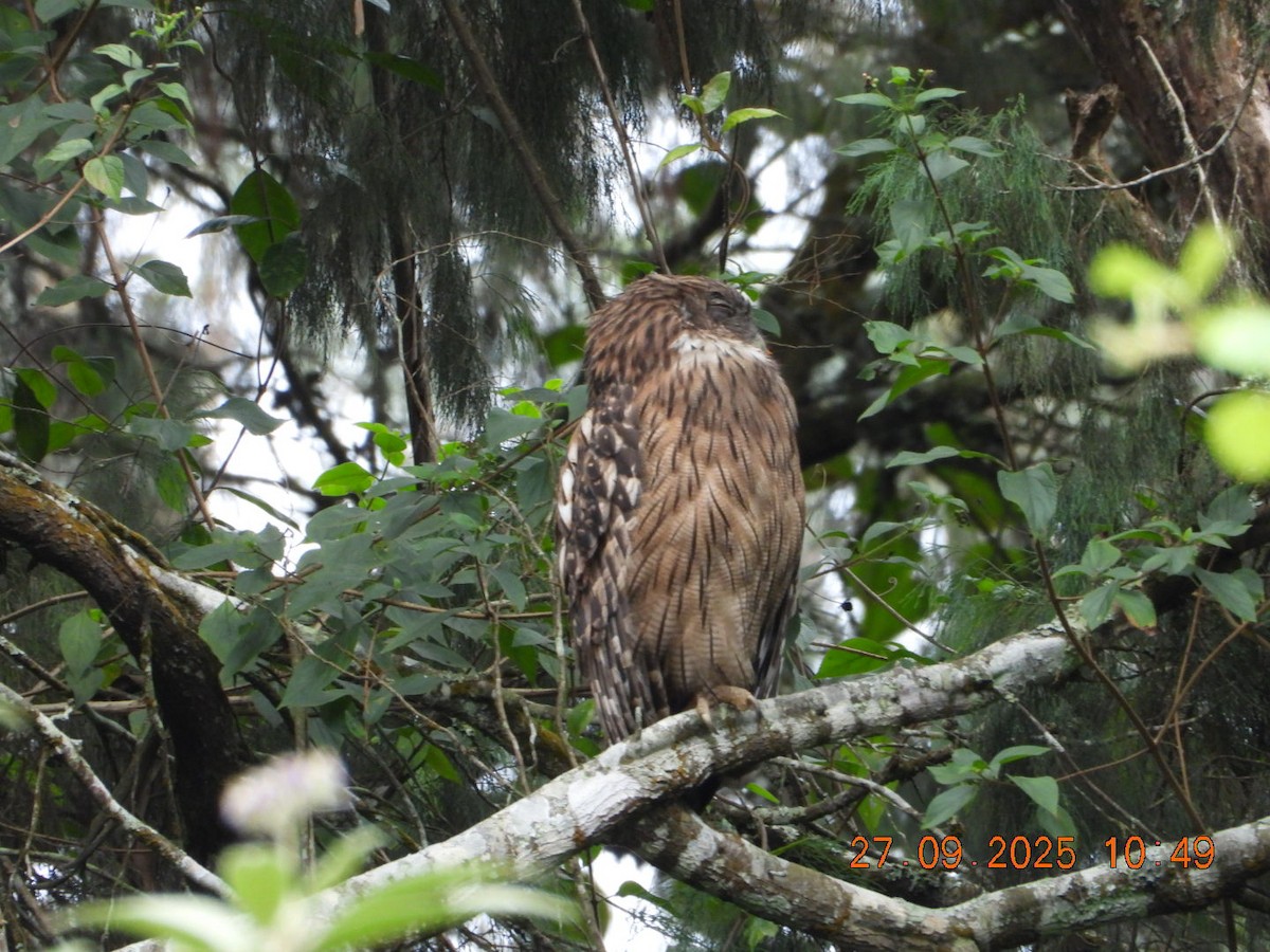 Brown Fish-Owl - ML642531712