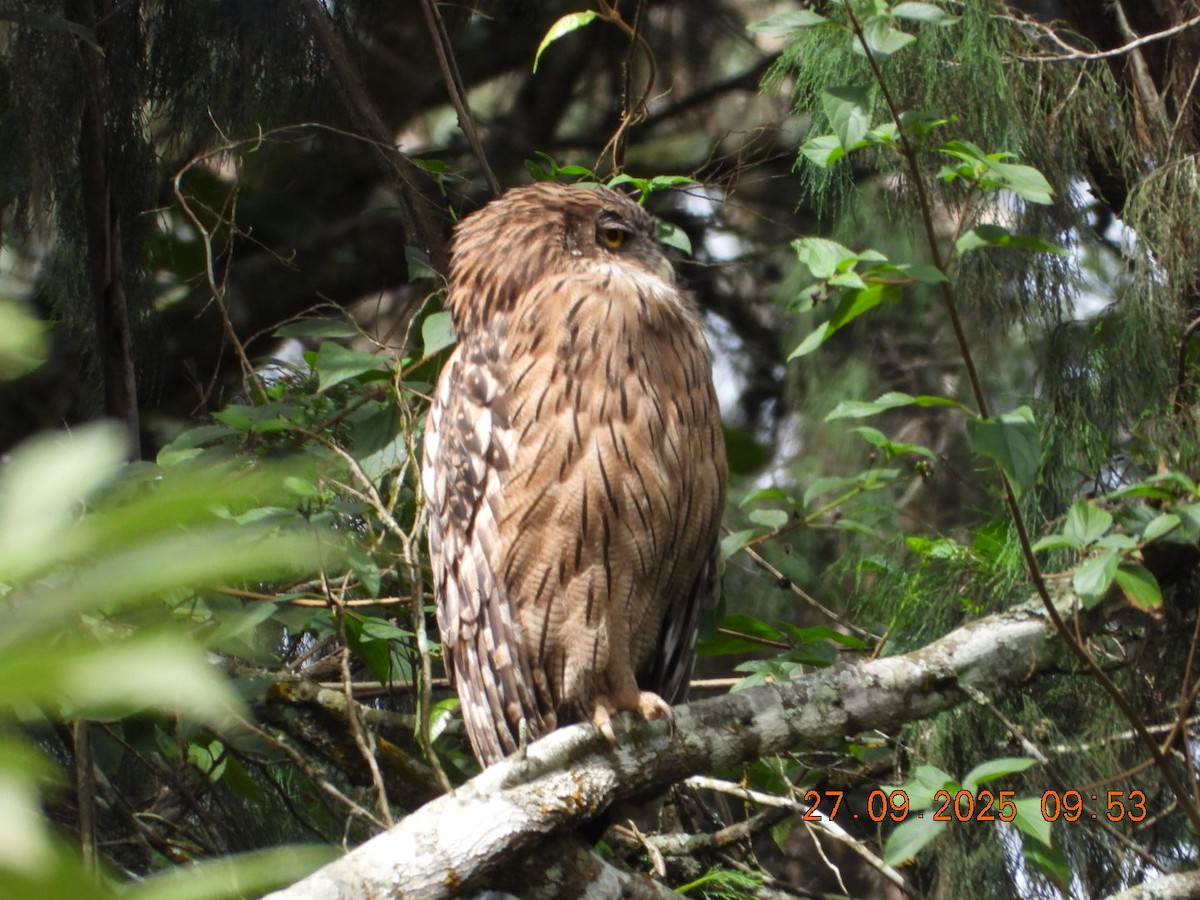 Brown Fish-Owl - ML642531713