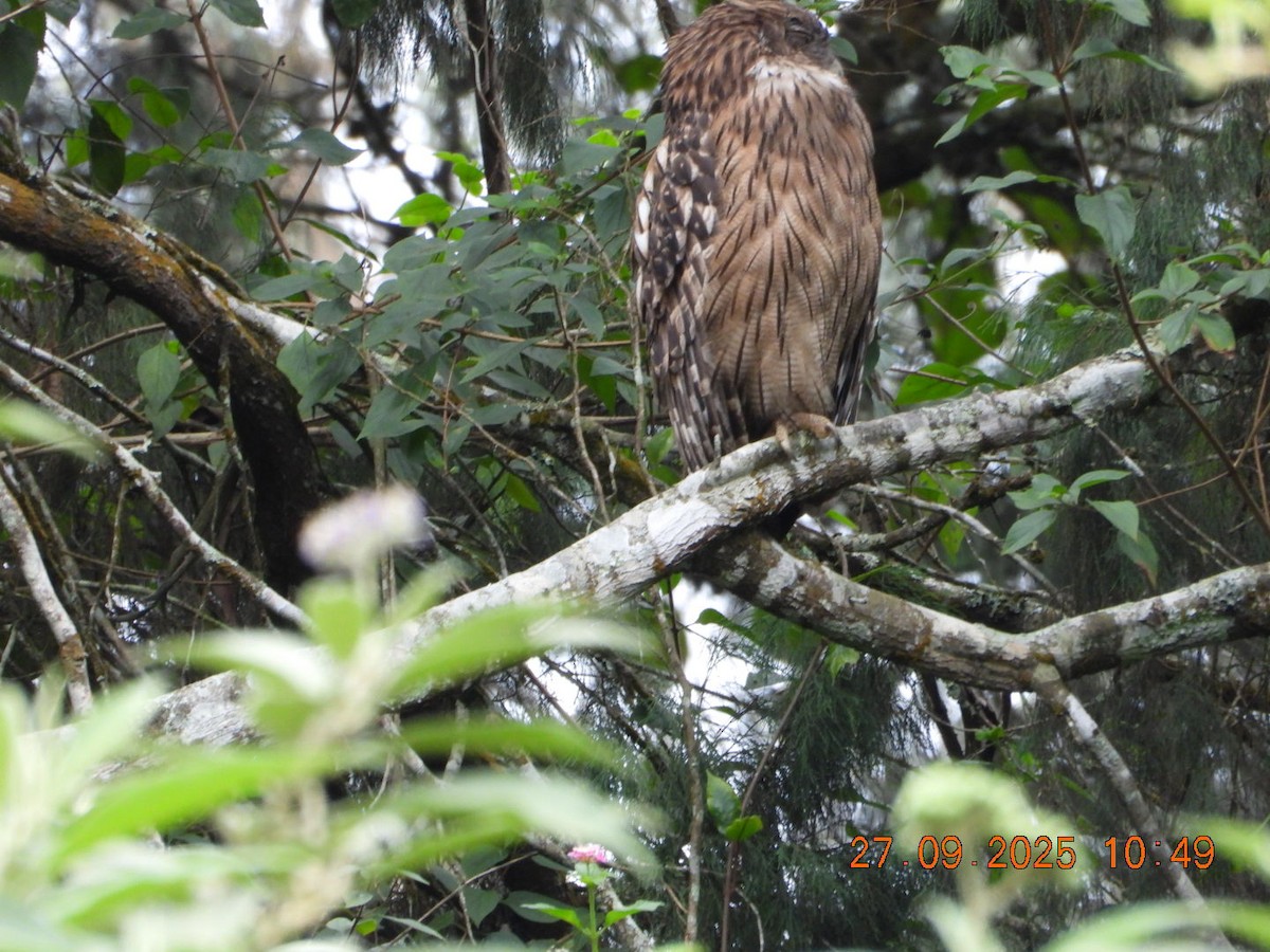 Brown Fish-Owl - ML642531715