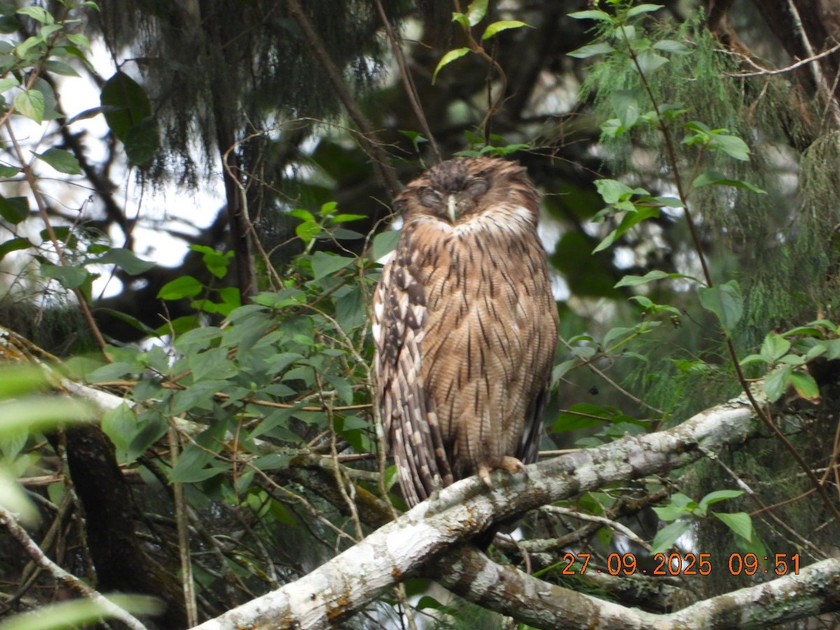Brown Fish-Owl - ML642531716
