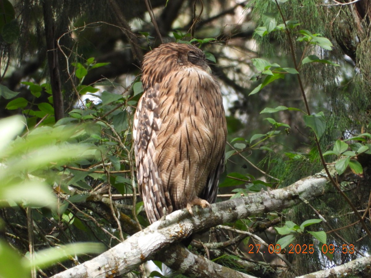 Brown Fish-Owl - ML642531717