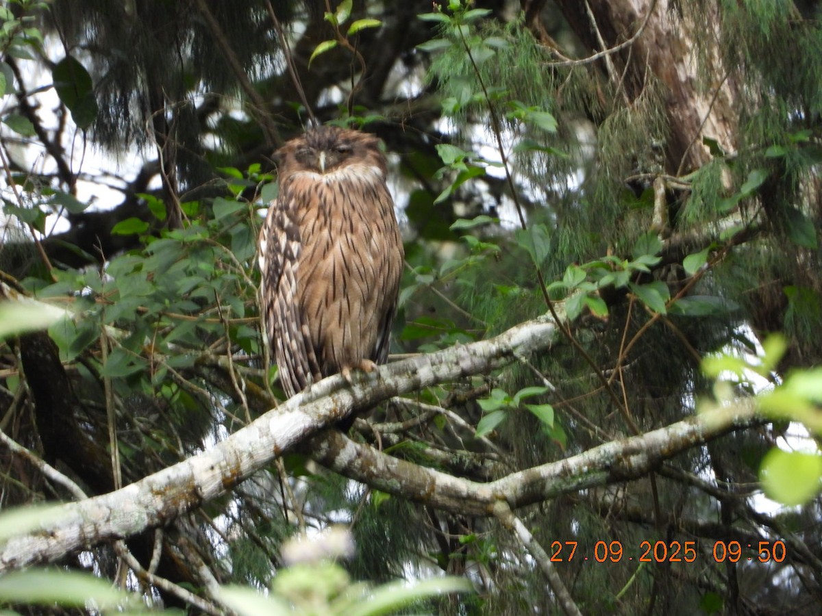 Brown Fish-Owl - ML642531718