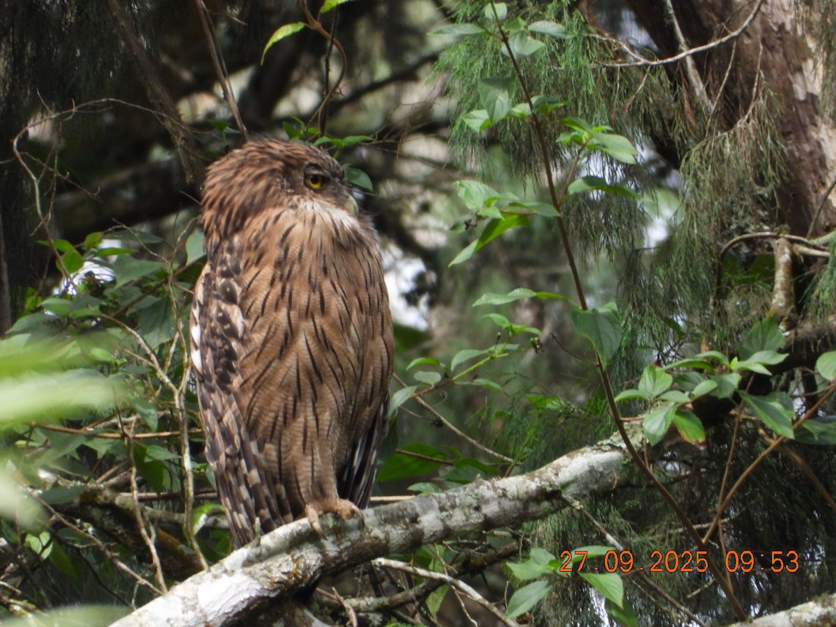 Brown Fish-Owl - ML642531719