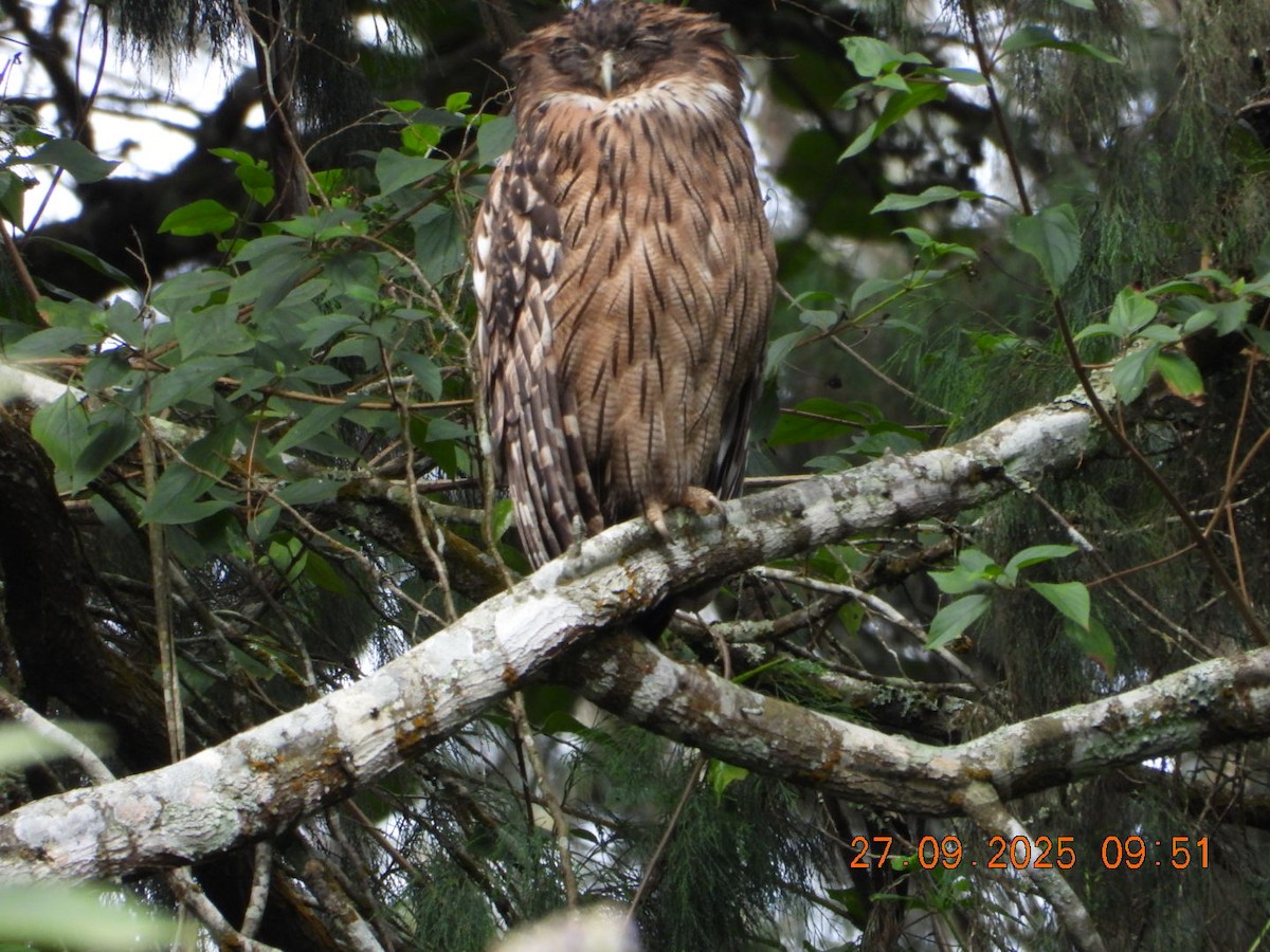 Brown Fish-Owl - ML642531720