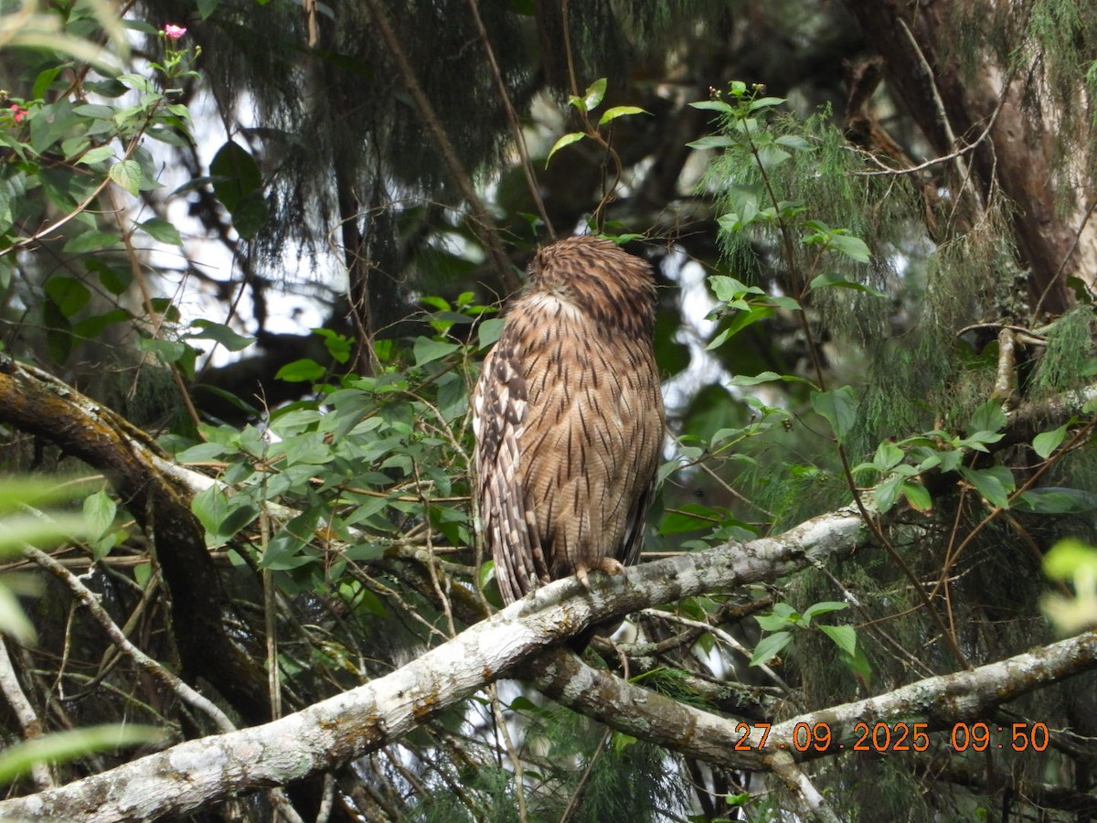 Brown Fish-Owl - ML642531721
