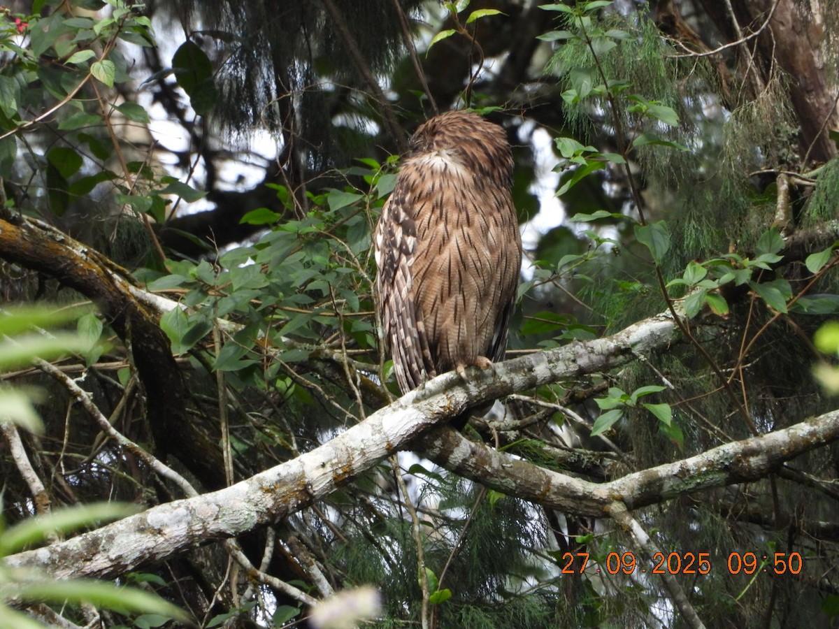 Brown Fish-Owl - ML642531722