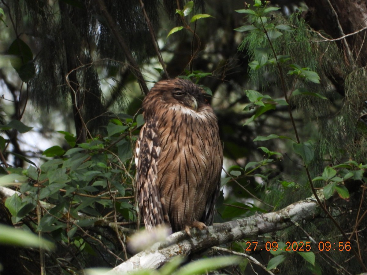 Brown Fish-Owl - ML642531723