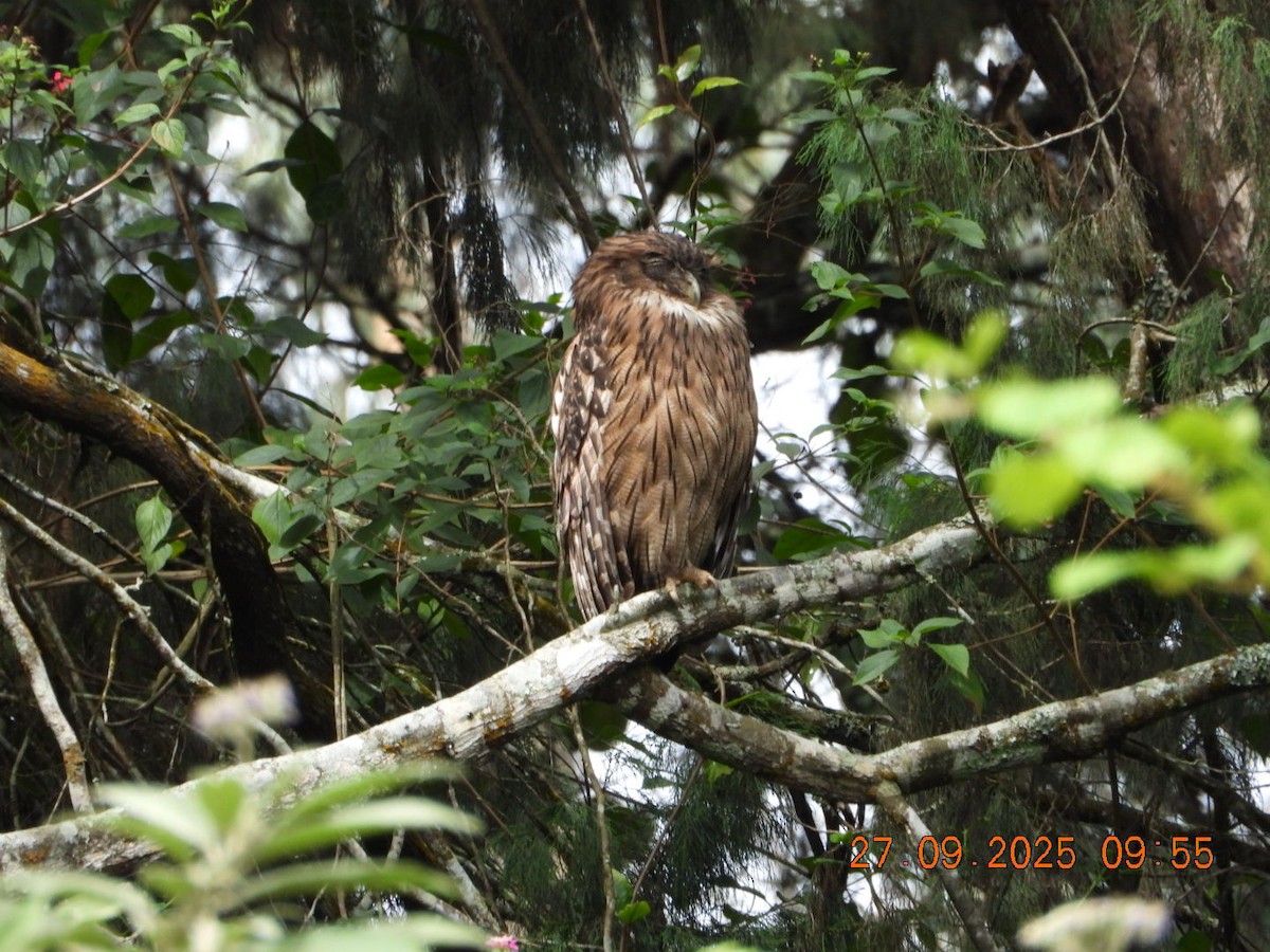 Brown Fish-Owl - ML642531724