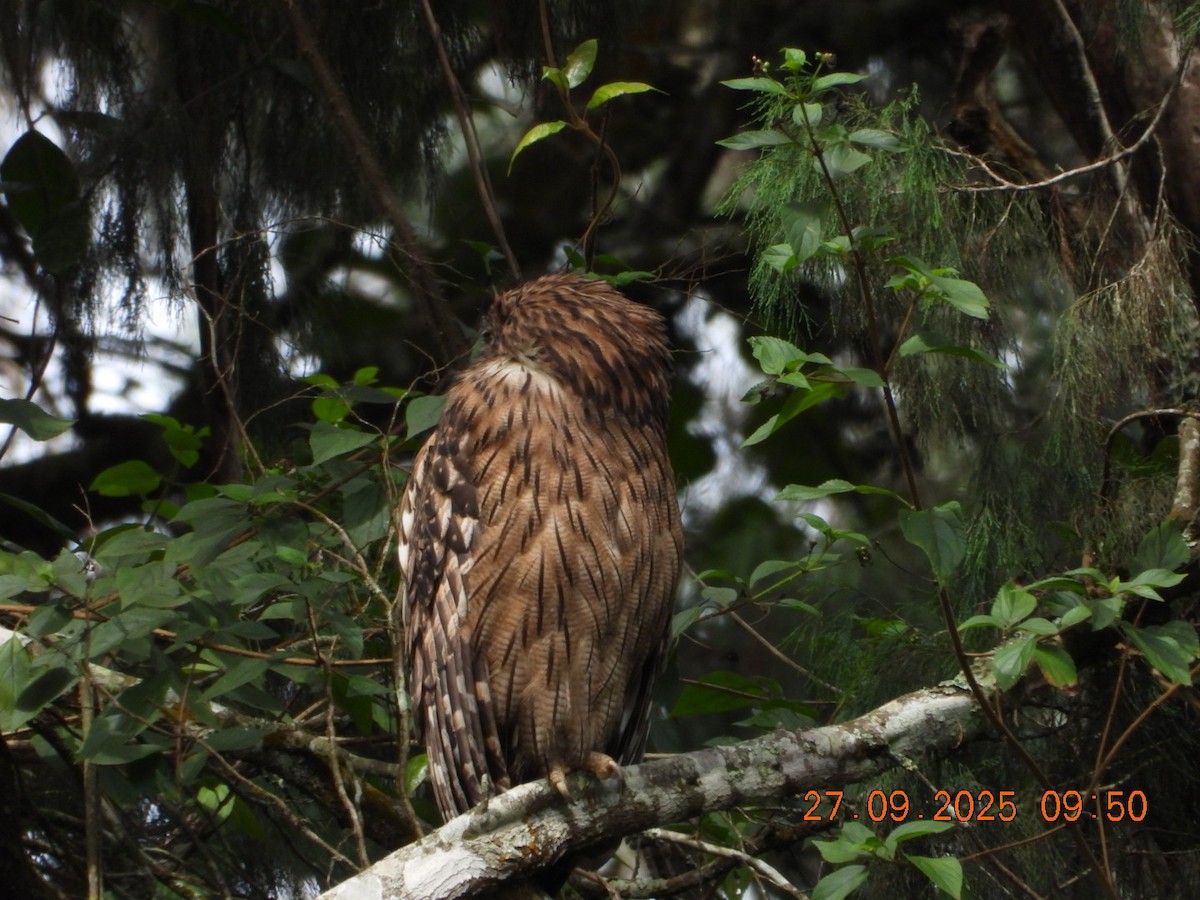 Brown Fish-Owl - ML642531725